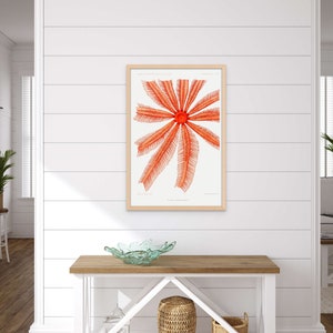 Impresión vintage de estrellas de mar Brisingidae del siglo XIX - Póster marino vintage Póster de estrellas de mar Decoración marina Decoración del hogar Idea de regalo Cumpleaños nuevo