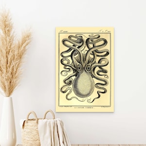 Wand Kunst Vintage Oktopus Print - Haeckel Poster Vintage Marine Poster Oktopus Poster Marine Wand Kunst Nautik Dekor neu