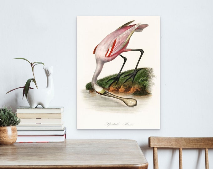 A Roseate Spoonbill By The Water 1842 from Les Jardin des Plantes - Vintage Bird Poster Bird Illustration Botanical Wall Art Bird Poster
