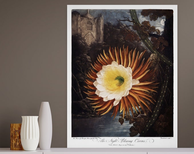 1807 Vintage Botanical Print Poster Night Blowing Cereus  Temple of Flora Room Decor