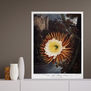 1807 Vintage Botanische Druck Poster Nacht Weht Cereus Tempel von Flora Raum Dekor