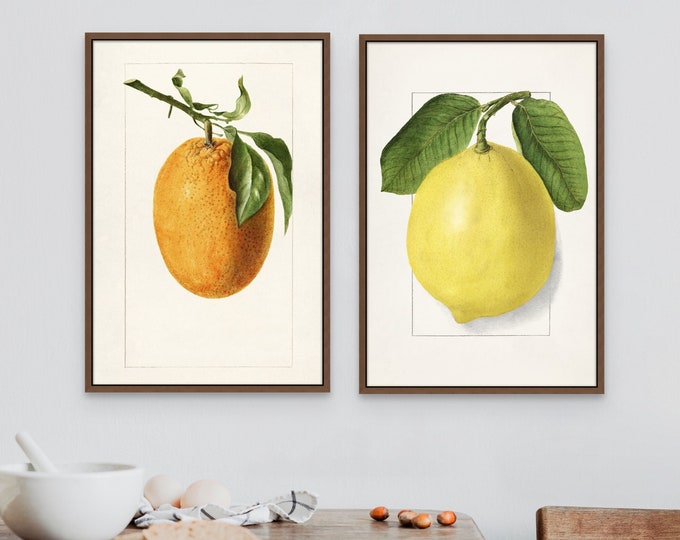 Citrus Poster Prints Set of 2 - Vintage Lemon Botanical Wall Art for Kitchen - Educational Gift