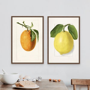 Citrus Poster Prints 2er-Set - Vintage Zitrone Botanische Wandkunst für die Küche - Lerngeschenk