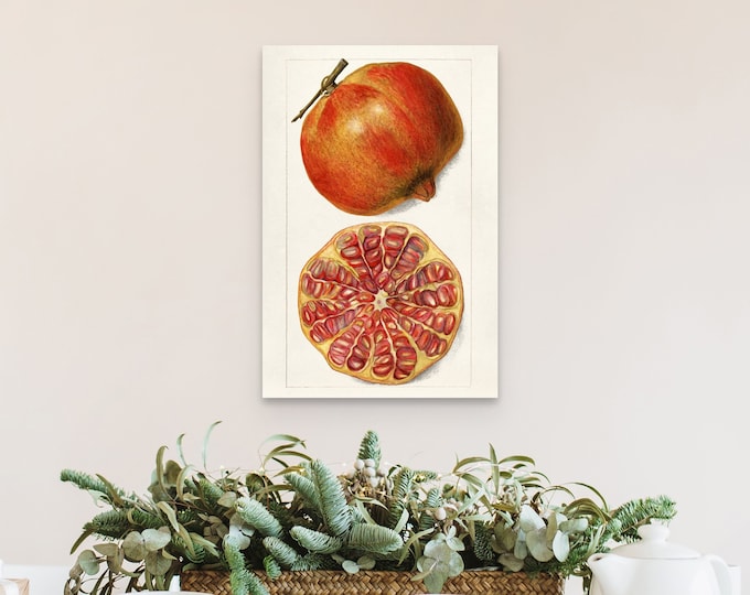 Wall Art Vintage Pomegranate Poster Print - Vintage Prints Botanical Poster Botanical Wall Art