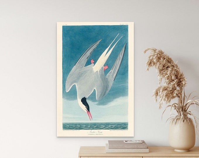 Vintage Birds Print Arctic Tern 1827 - Vintage Bird Poster Bird Illustration Botanical Wall Art Bird Poster Botanical Print Birds of America