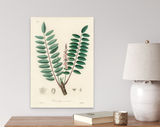 Vintage Botanical Print 1836 Boswellia Serrata Wall Art Elegant Kitchen Decor Nature-Inspired Vintage Poster
