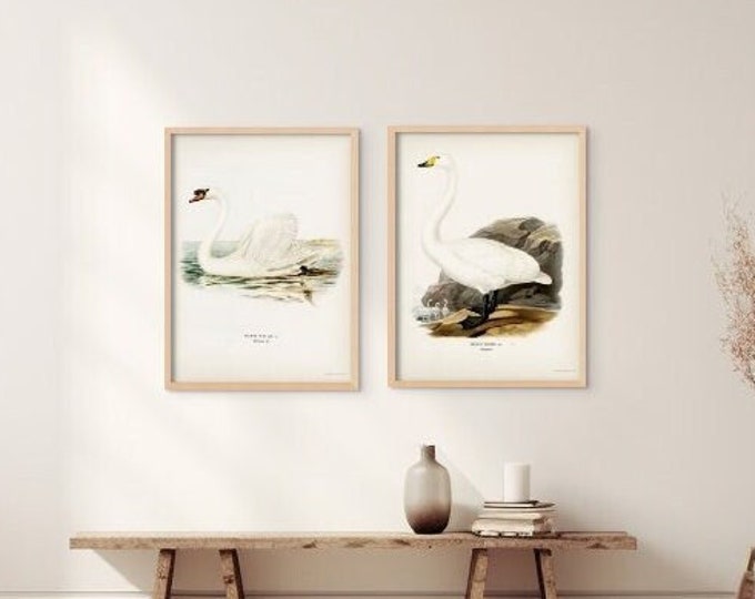 Vintage Swan Wall Art Set - 19th Century Bird Prints for Botanical Decor