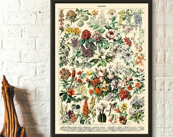 VICTORIAN PRINT Old Vintage 1909 Antique ROSE FLOWER