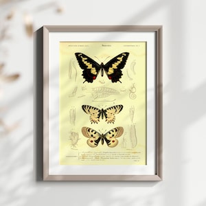 Vintage Schmetterling Insekt Illustration Wandkunst, Antike Entomologie Druck, Botanische Wissenschaft Kunst, Natur Poster, Wohnkultur