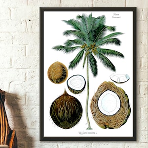 Vintage Botanical Print - Botanical Poster Coconut Print Coconut Palm Poster Botanical Wall Art Köhler's Housewarming Gift Art Reproduction