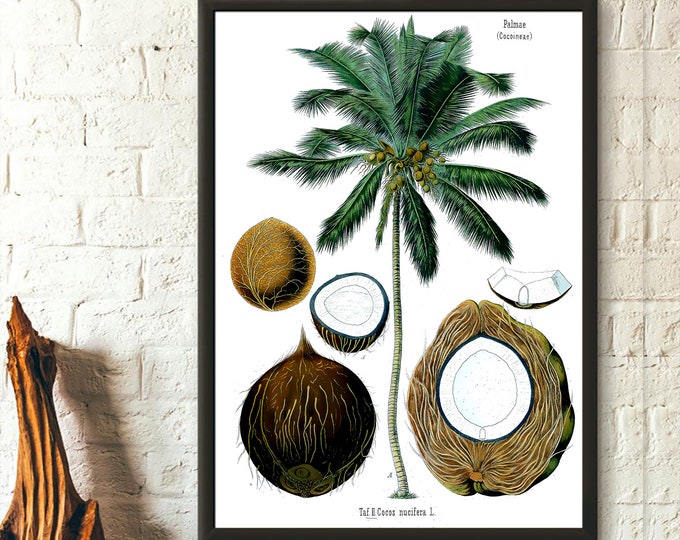 Vintage Botanical Print Botanical Poster Coconut Print Coconut Palm Poster Botanical Wall Art Köhler's  Art Reproduction