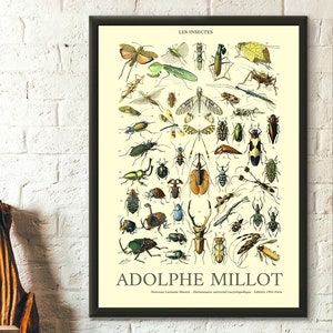 Insect Print 1909 - Adolphe Millot Poster Insect Poster Home Decor Larousse Illustrations Gift Idea - Living Room Prints Art Reproduction