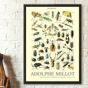 Póster de insectos de 1909, reproducción artística de Adolphe Millot, calidad premium, ilustración de Larousse.