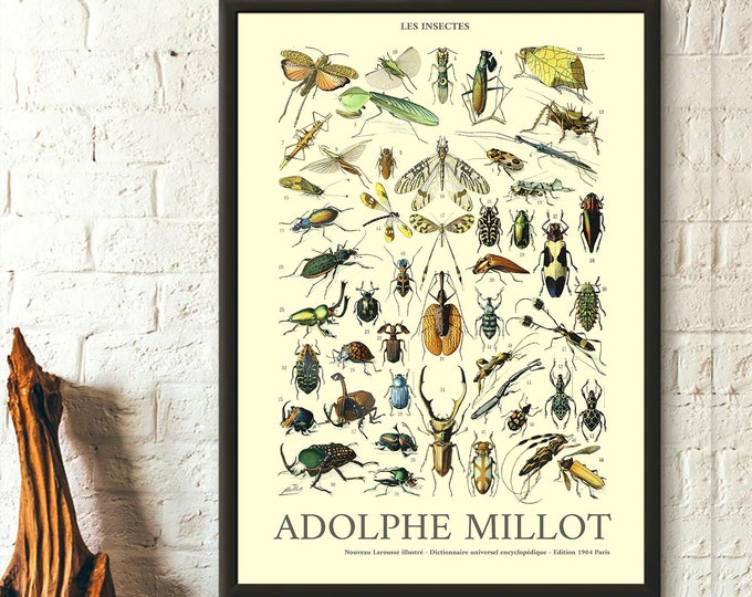 Insect Print Poster 1909 Adolphe Millot Art Reproduction Premium Quality Larousse Illustration