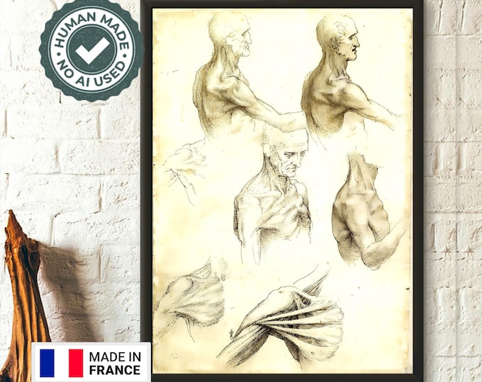 Da Vinci Medical Print 1511 - The Bones And Muscles Of The Shoulder - Medical Decor Human Anatomical Poster Medical Art Decor Gift Idea