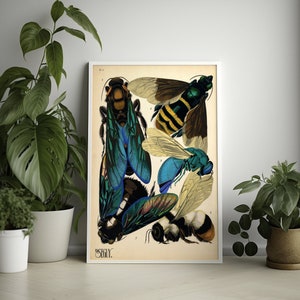 Arte mural vintage de avispas: póster de insectos, decoración del hogar, ilustraciones botánicas, idea de regalo, arte mural de insectos, decoración botánica, póster de insectos
