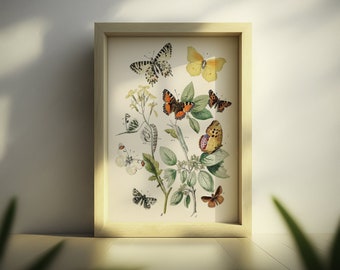 Impression botanique de papillons vintage - Poster vintage Illustration botanique Poster de papillons Idée cadeau