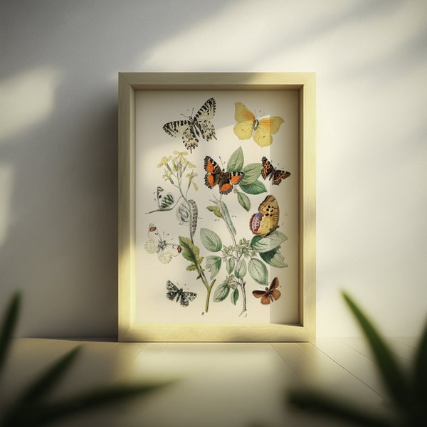 Vintage Butterfly Botanical Print -  Vintage Poster Botanical Illustration Butterfly Poster Gift Idea