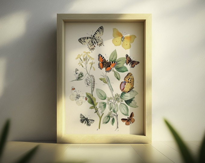 Vintage Butterfly Botanical Print Wall Art Poster - Premium Quality Nature Illustration