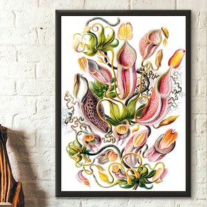 Póster de calidad premium: Impresión de flores vintage, póster de planta carnívora, póster de Ernst Haeckel.