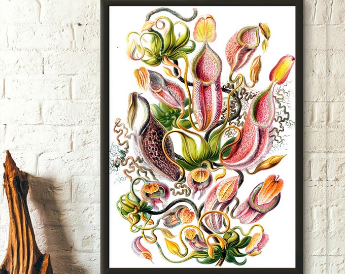 Premium Quality Poster: Vintage Flower Print Pitcher Plant Poster Flower Poster Carnivorous Plant Ernst Haeckel Poster