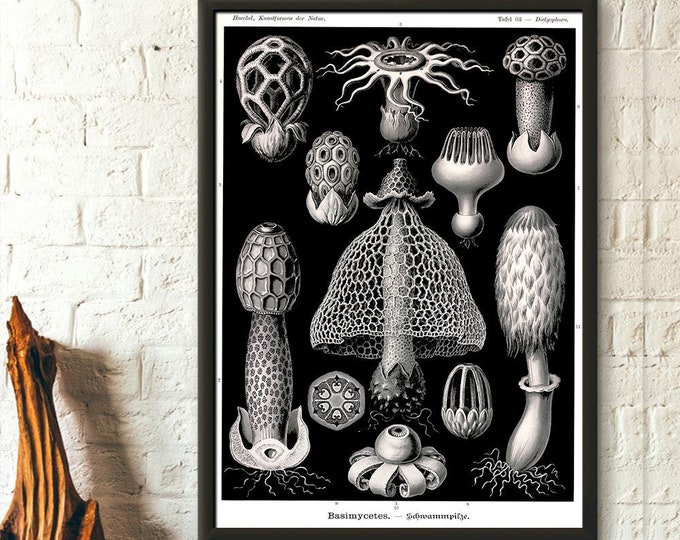 Vintage Sea Mushroom Poster 1904 Ocean Art Nautical Decor  Haeckel Print Seaside Style