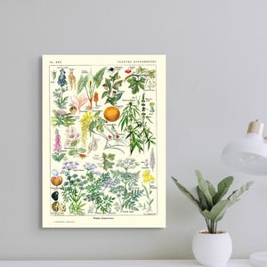 Stampa botanica d'epoca, piante pericolose, arte murale, poster medico del 1912