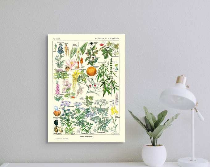 Vintage Botanical Print Dangerous Plants Wall Art 1912 Medical Poster