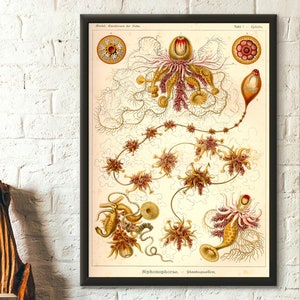 Premium Quality Poster: Vintage Nautical Print 1904 Ernst Haeckel Wall Art Vintage Ocean Art Haeckel Poster Sea Life Poster