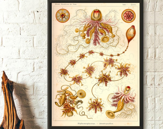 Premium Quality Poster: Vintage Nautical Print 1904 Ernst Haeckel Wall Art Vintage Ocean Art Haeckel Poster Sea Life Poster