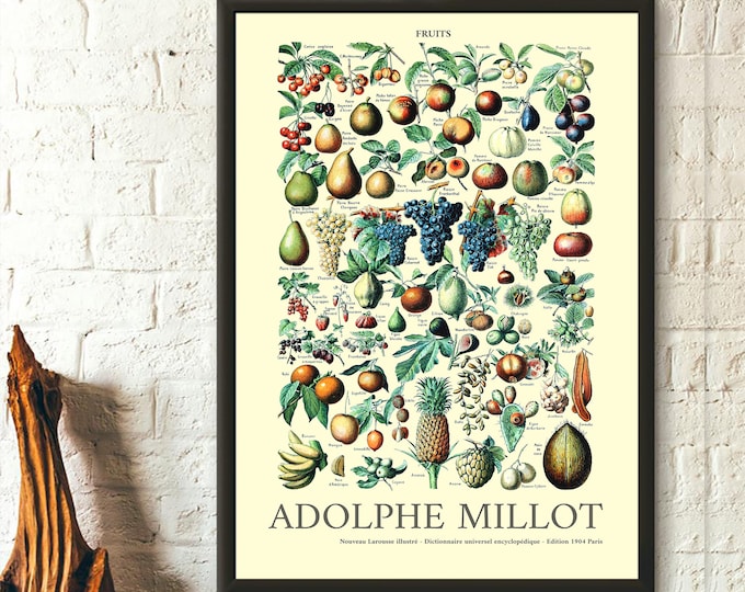 Fruit Illustration  - Adolphe Millot Poster Kitchen Decor Botanical Print Kitchen Poster - Living Room Prints Art Reproduction Wall Art