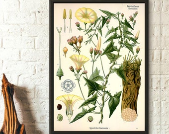 Vintage Botanischer Druck - Ackerwinde Botanisches Poster Gartendekoration Florale Illustration Blumenposter Kohler Poster Florales Einweihungsgeschenk