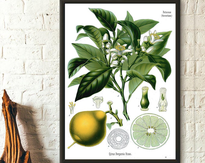 Vintage Bergamote Orange Botanical Print  Citrus Garden Decor Poster  Elegant Kitchen Wall Art