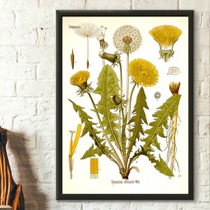 Stampa botanica di tarassaco, decorazione floreale vintage, opera d'arte Teraxacum Officinale, illustrazione floreale, arte murale