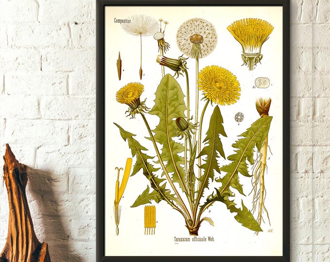 Dandelion Botanical Print Vintage Flower Decor  Teraxacum Officinale Artwork  Floral Illustration Wall Art