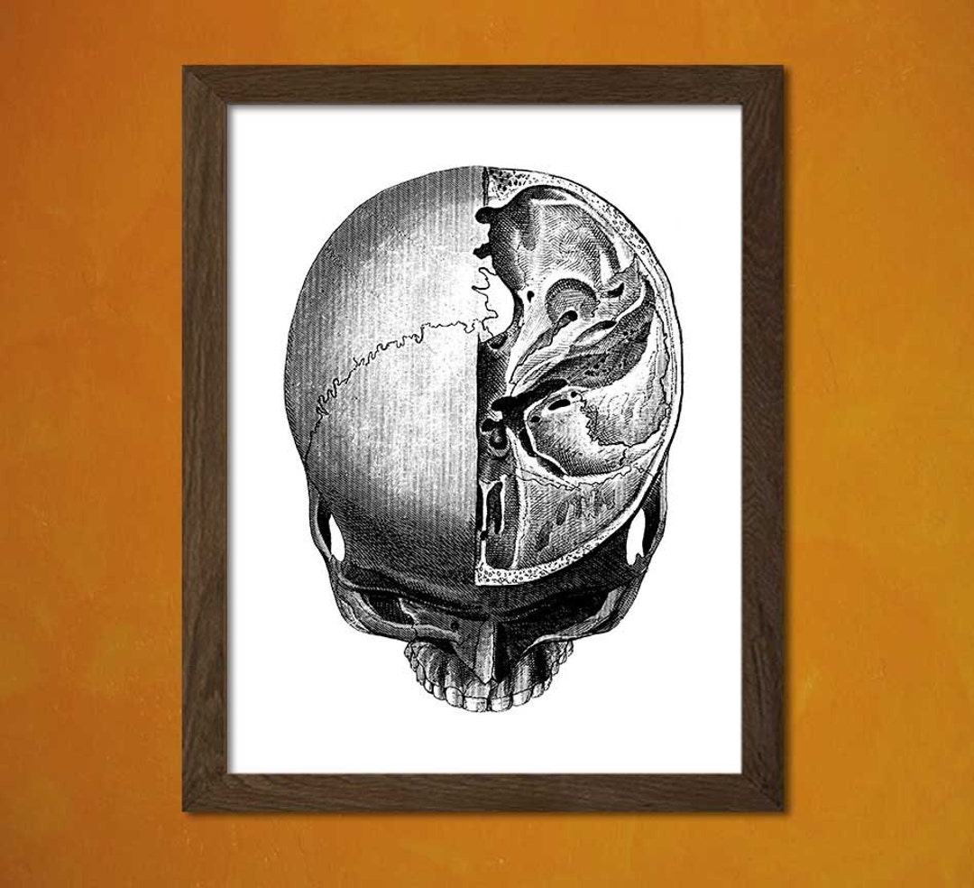 Vintage Anatomical Prints Medical Decor Human Anatomical Wall Art - Etsy