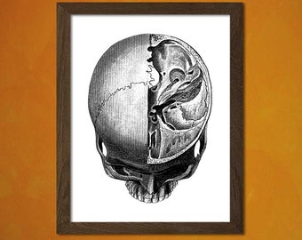 Vintage Anatomical Prints -  Medical Decor Human Anatomical Wall Art