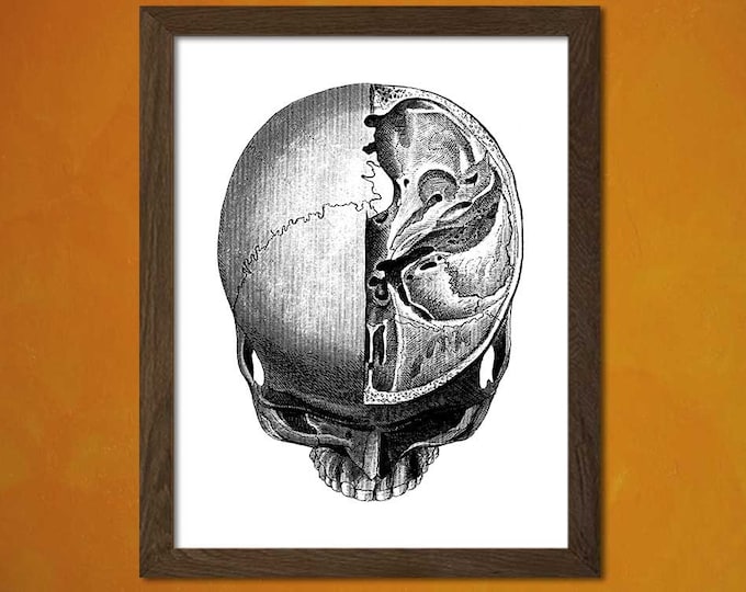 Vintage Anatomical Prints -  Medical Decor Human Anatomical Wall Art