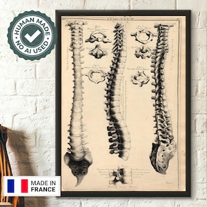 Vintage Anatomical Spine Print by John Fotherby 172930  Medical Wall Art Educational Decor