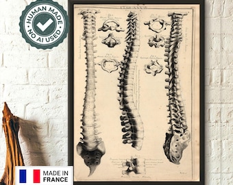 Vintage Anatomical Spine Print by John Fotherby 172930  Medical Wall Art Educational Decor