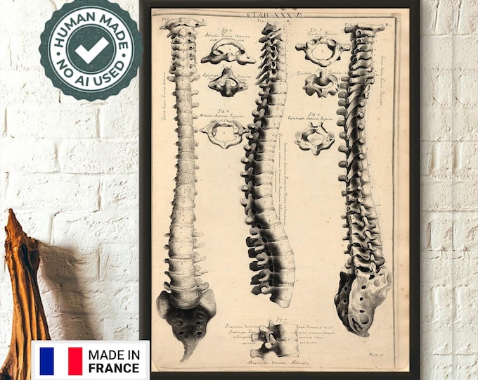 Vintage Anatomical Spine Print by John Fotherby 172930  Medical Wall Art Educational Decor
