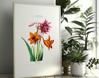 Vintage Botanical Print - Pink And Orange Lilies Poster 19th Century Flower Poster Botanical Art Floral Decor