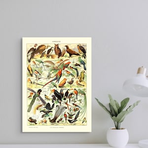 Póster de calidad superior: Impresión vintage de aves científicas de 1909 Póster de Adolphe Millot Impresión botánica Póster de aves Ciencia