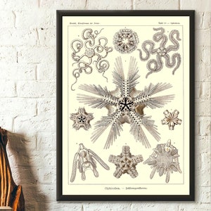 Meerestier Vintage Print 1904 - Ernst Haeckel Wall Art Vintage Ocean Art Haeckel Poster Sea Life Poster Geburtstag Geschenkidee Wandkunst