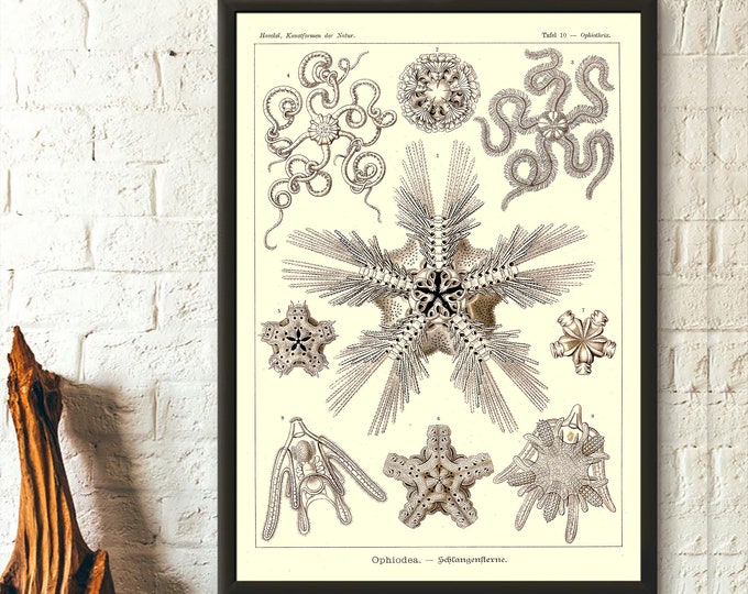Marine Animal Vintage Print 1904 - Ernst Haeckel Wall Art Vintage Ocean Art Haeckel Poster Sea Life Poster Birthday Gift Idea Wall Art