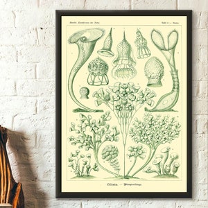 Wall Art Marine Poster Marinedruck - Ernst Haeckel Wall Art Vintage Ocean Art Haeckel Poster Sea Life Wandkunst