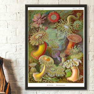 Poster in Premium Qualität: Vintage Anemone Print 1904 Vintage Nautisches Poster Marine Wall Art Ocean Art Nautical Print Sea Life