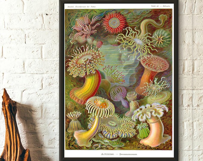 Premium Quality Poster: Vintage Anemone Print 1904 Vintage Nautical Poster Marine Wall Art Ocean Art Nautical Print Sea Life