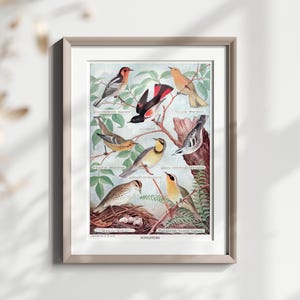 Stampa vintage di uccelli canterini, poster illustrato di uccelli, antica arte murale di parule, regalo per osservatori di uccelli, stampa artistica di ornitologia, decorazione per amanti della natura
