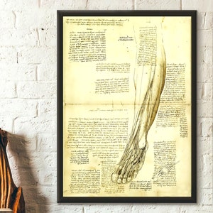 Da Vinci Medical Print - Medical Decor Human Anatomical Poster Da Vinci Poster Anatomical Prints Medical Decor Davinci - Living Room Prints